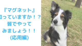 マグネット応用編