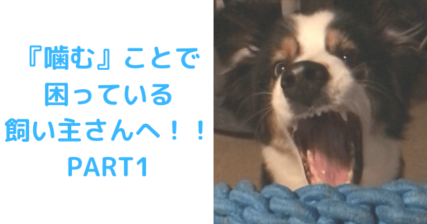 噛む困る①