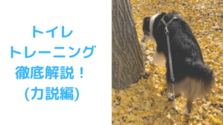 トイレ力説編アイキャッチ