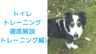 トイレトレーニング編アイキャッチ