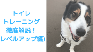 トイレレベルアップ編アイキャッチ