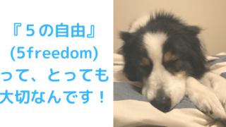 ５の自由アイキャッチ