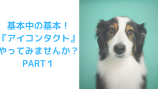 アイコンタクトPART１