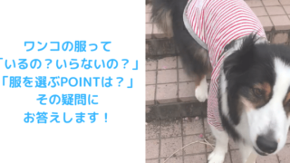 服着てる犬