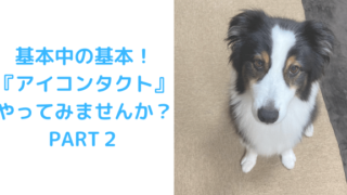 アイコンタクトPART２