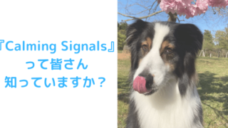 Calming　Signals