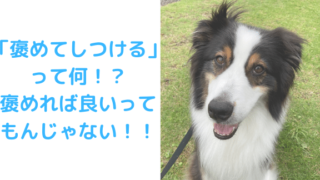 褒めてしつけるって何アイキャッチ