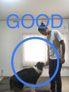 アイコンタクト近くGOOD