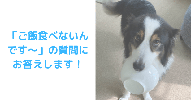 ご飯食べないんです