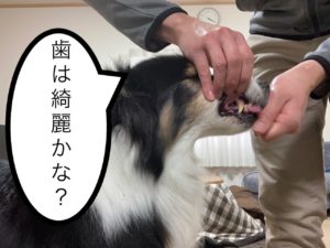 触る練習歯