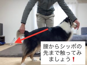 触る練習下半身