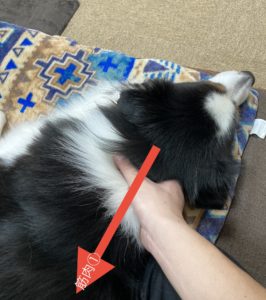 マッサージ首編③