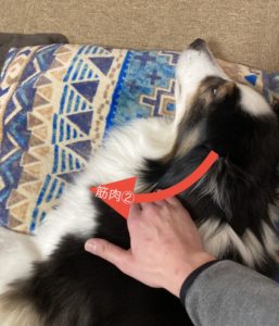 マッサージ首編⑤