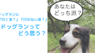 ドッグランのアイキャッチ