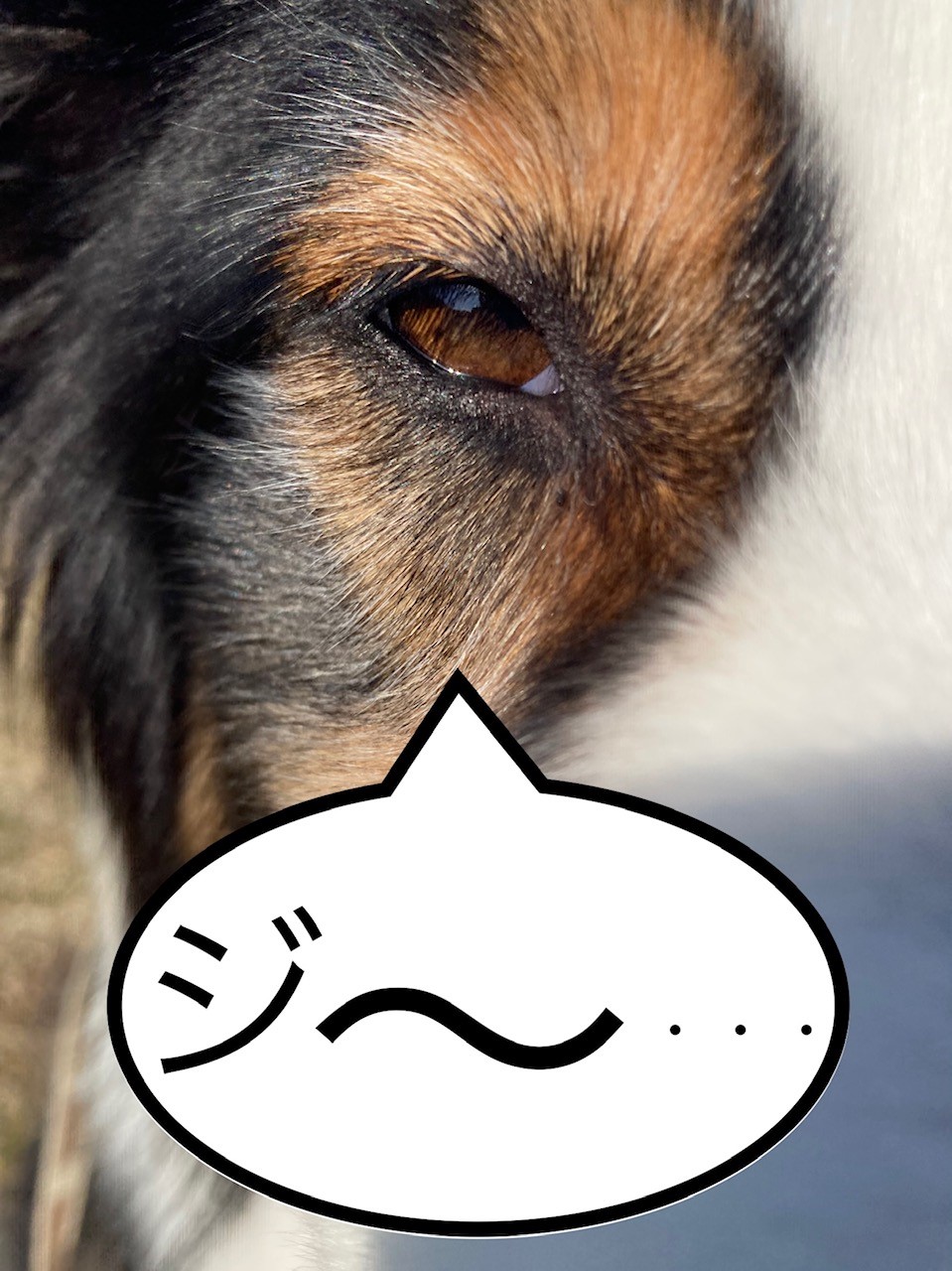 どんな仔と挨拶する⑥