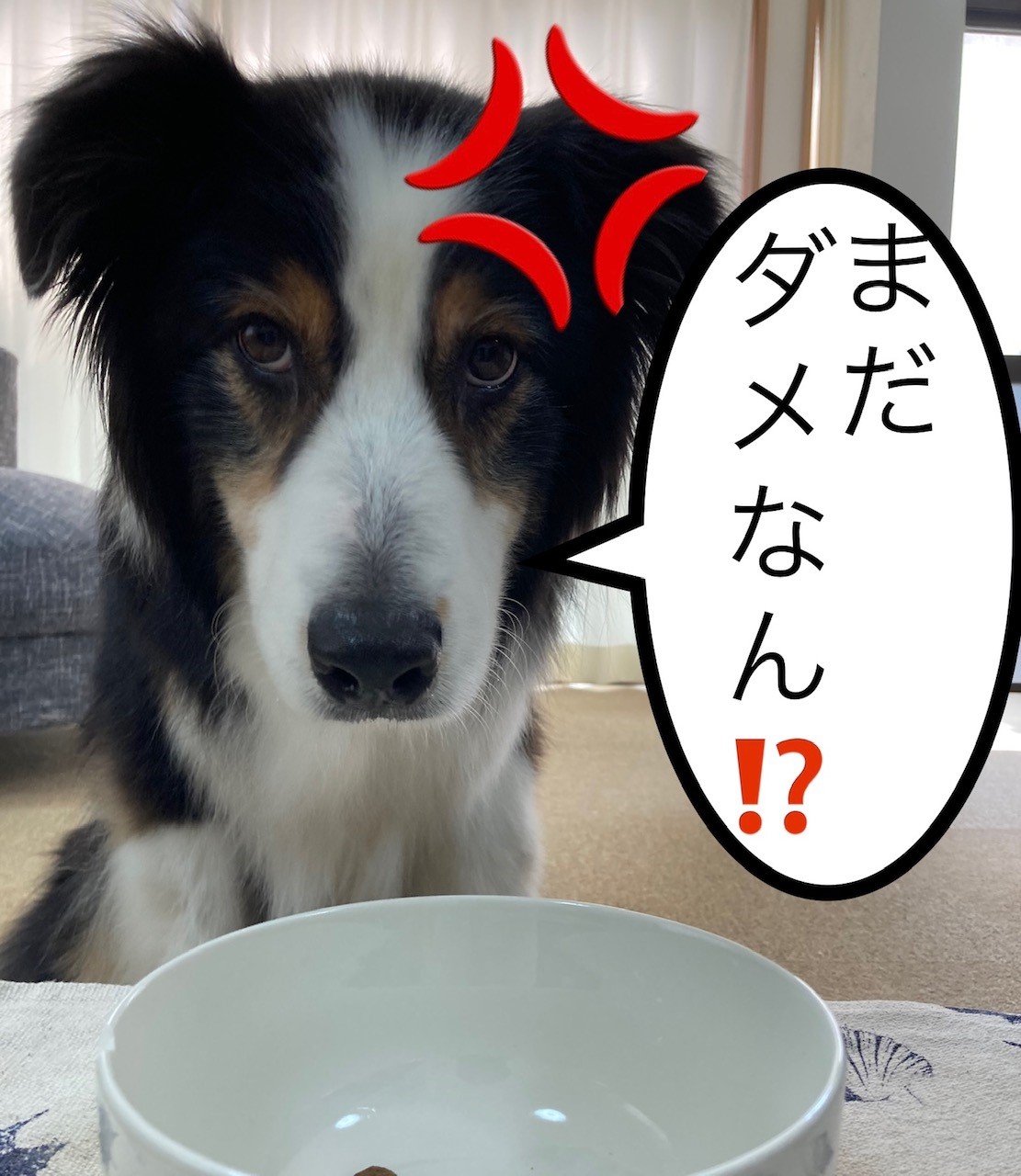 飼い主がストレス③