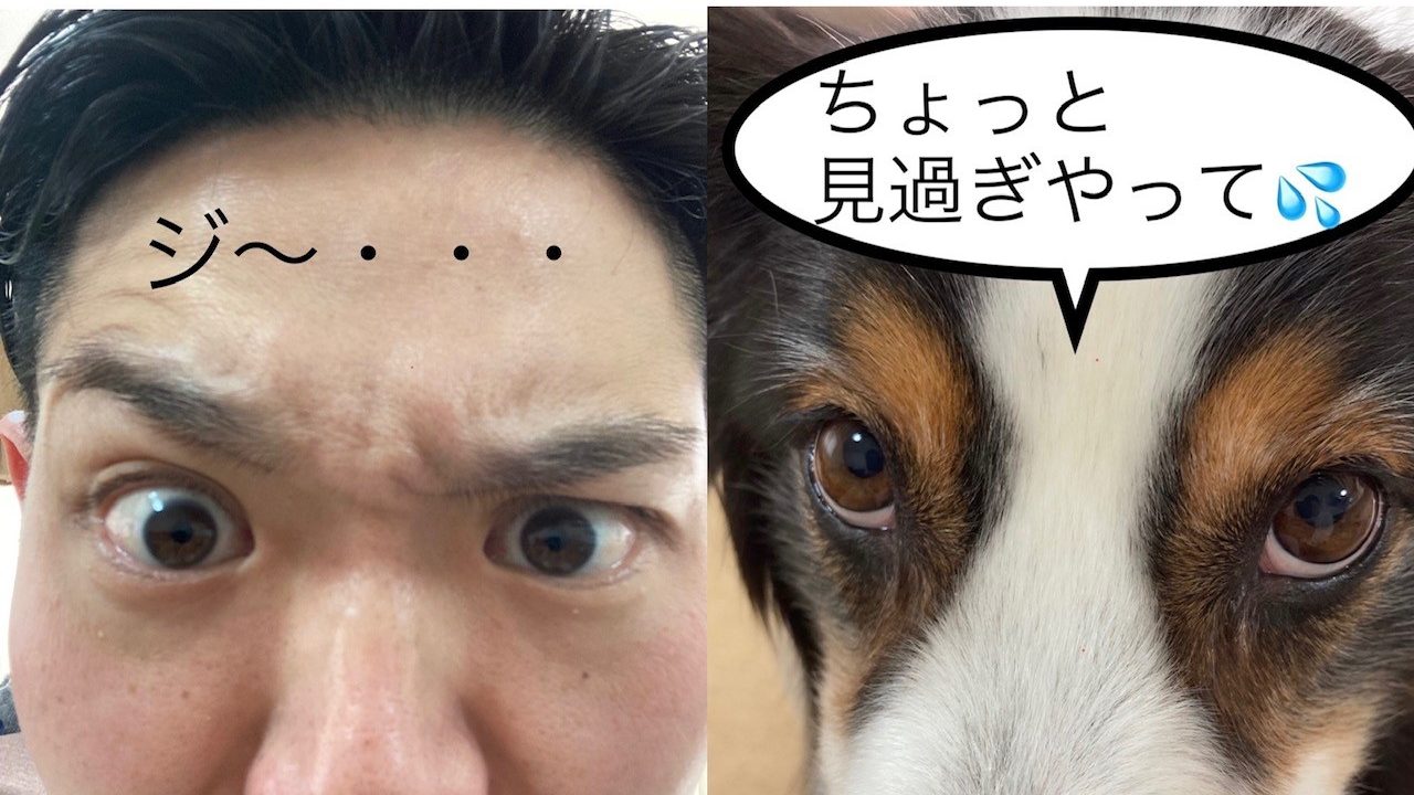 飼い主がストレス④