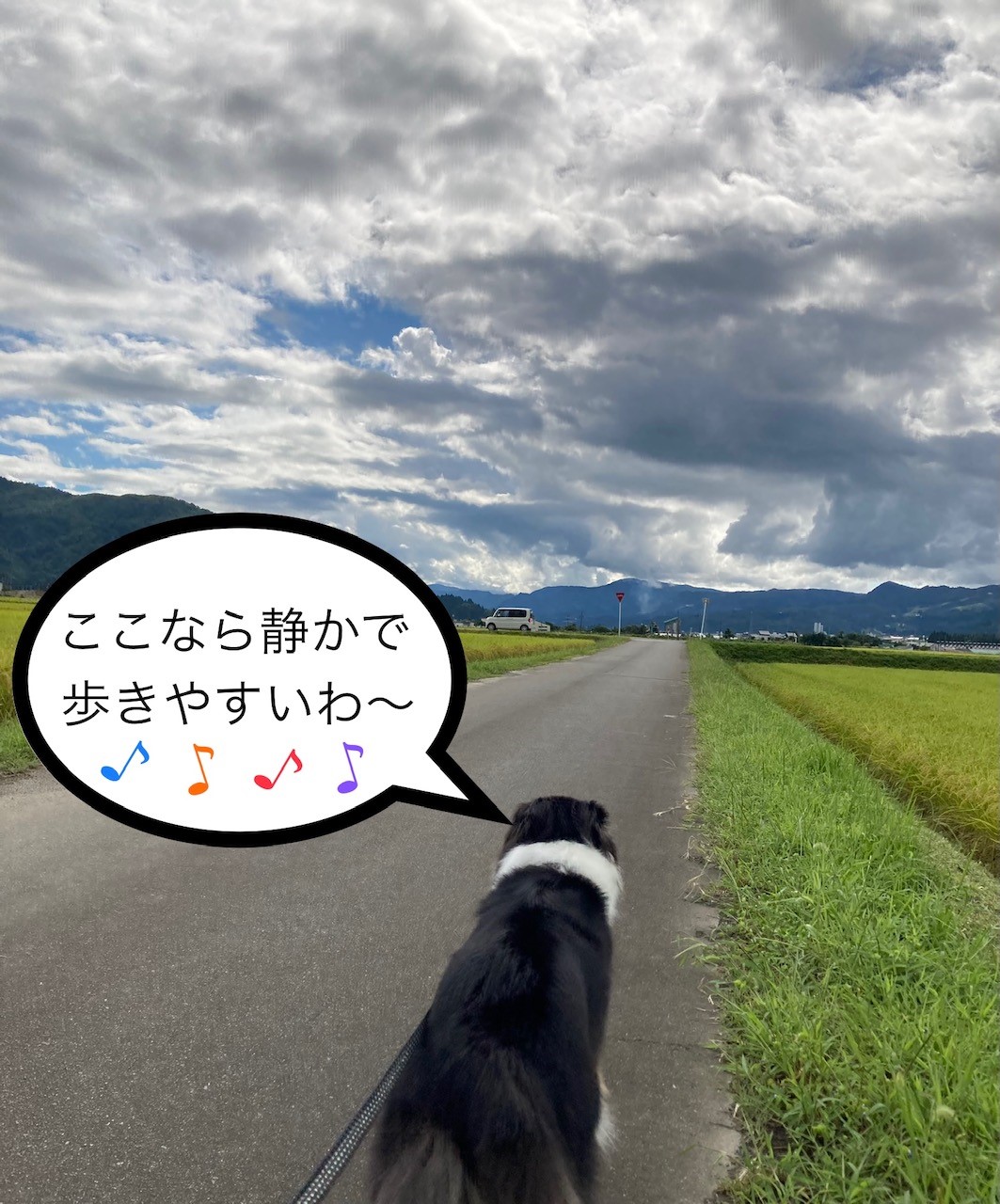 お散歩デメリット⑦