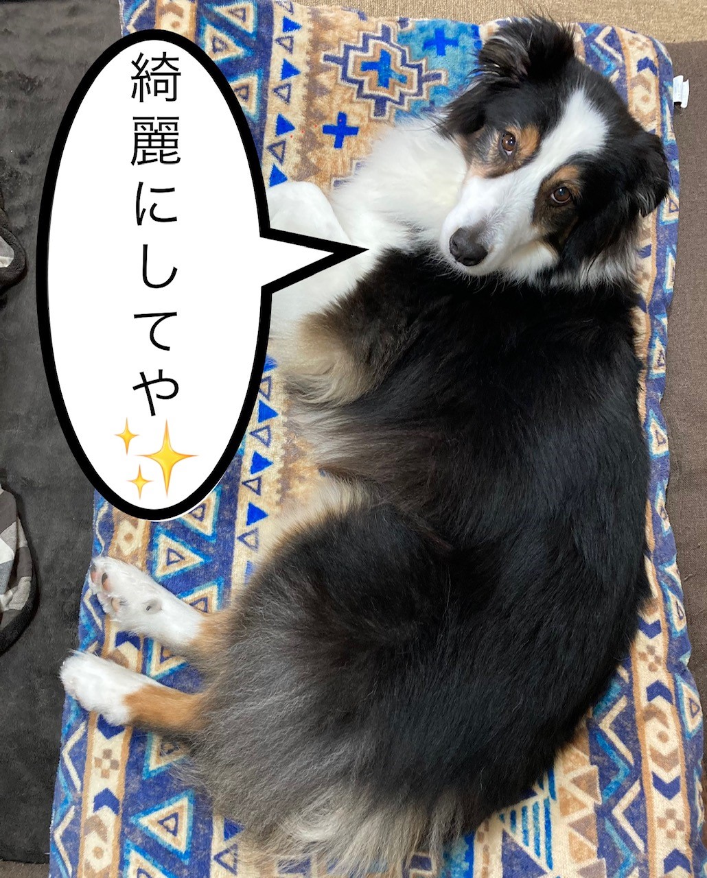 お散歩デメリット③