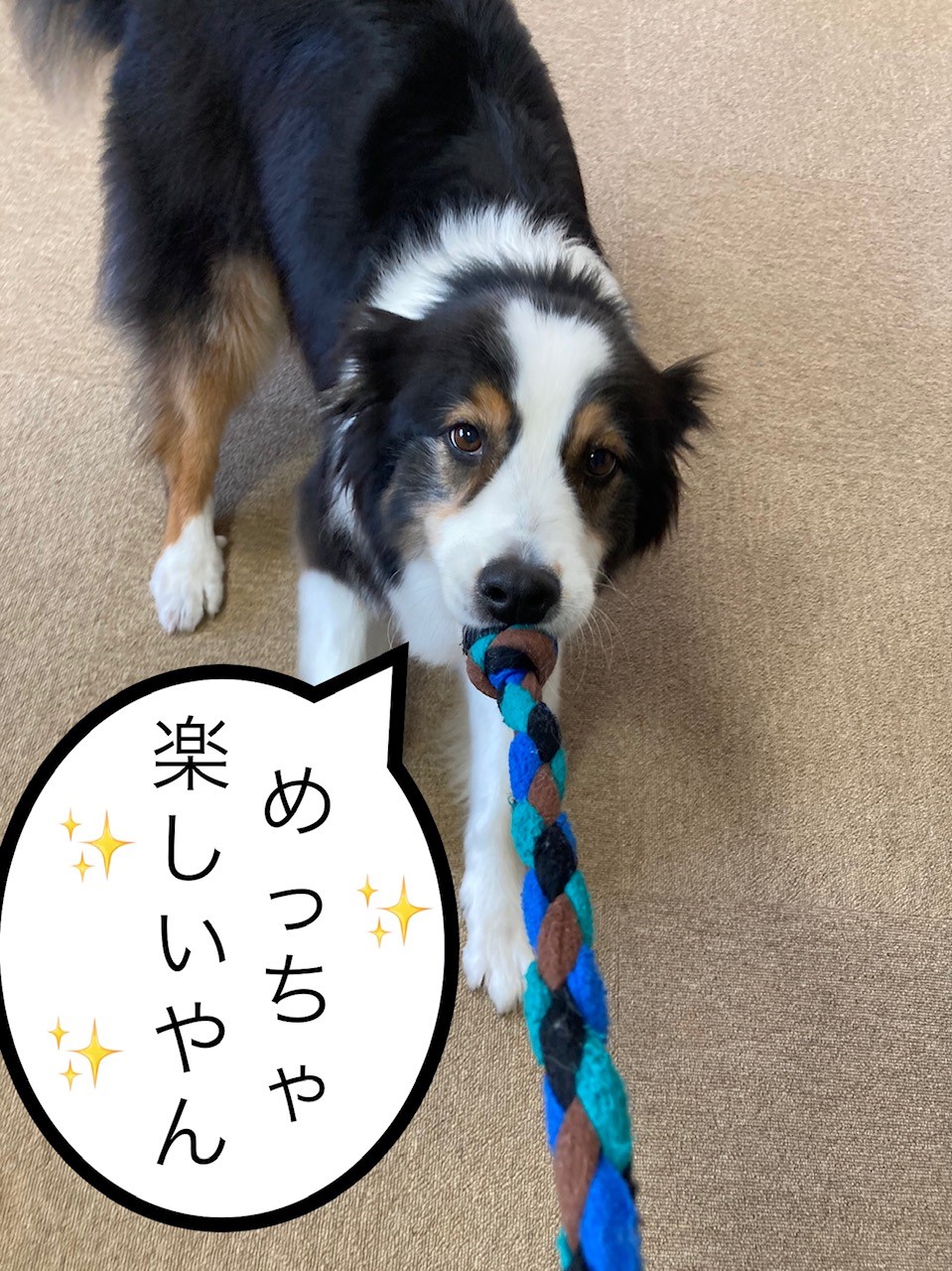 引っ張りっこ①