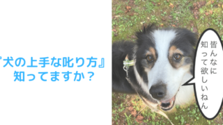 叱り方アイキャッチ