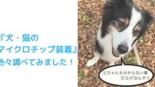 マイクロチップアイキャッチ