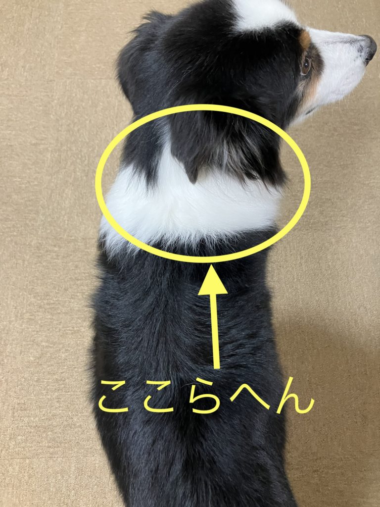 マイクロチップ①