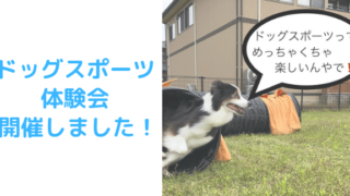 アジ体験アイキャッチ